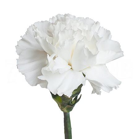 Carnation moonlight white