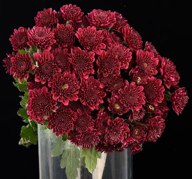 Chrysanthemum santini nannong red heart