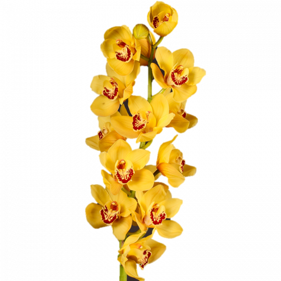 Cymbidium rijsenhout