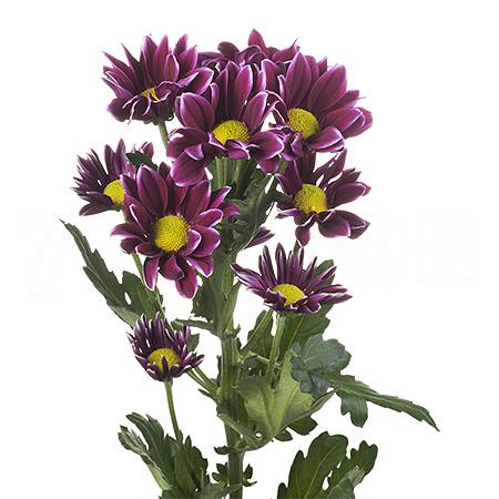 Chrysanthemum spray haydar