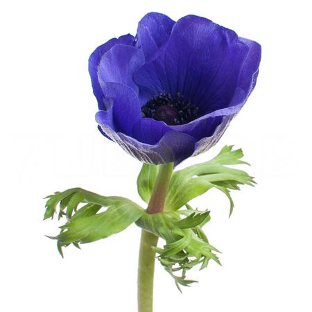 Anemone mistral plus blue