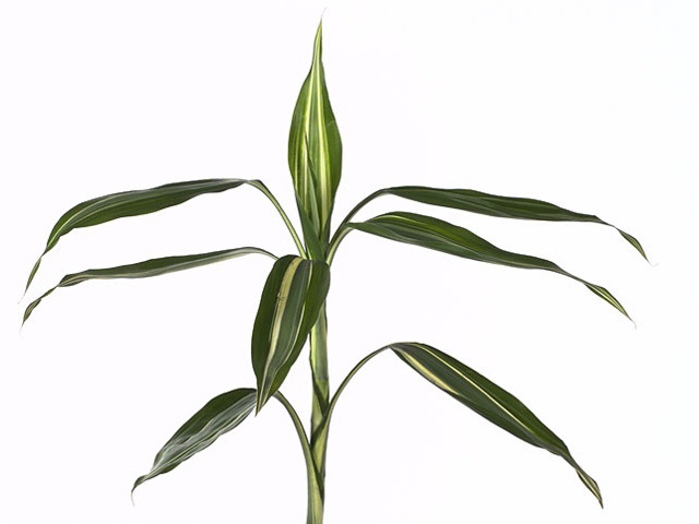 Blad Dracaena victory