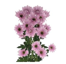 Chrysanthemum spray daisy beloved