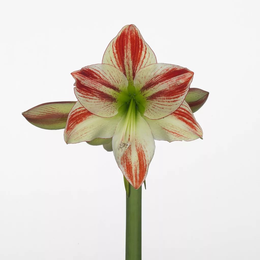 Hippeastrum ambiance