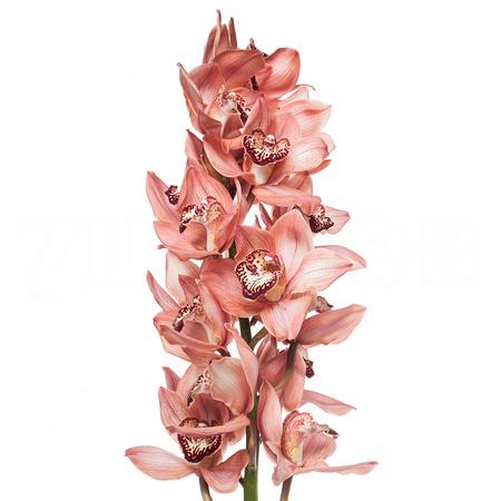 Cymbidium brownie