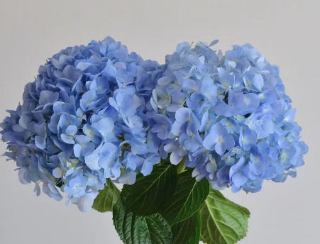 Hydrangea bio blue