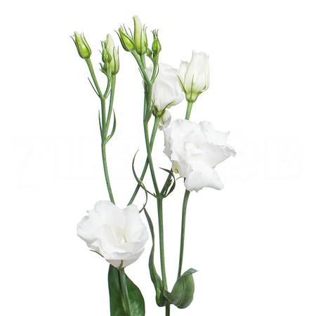 Eustoma double excalibur pure white