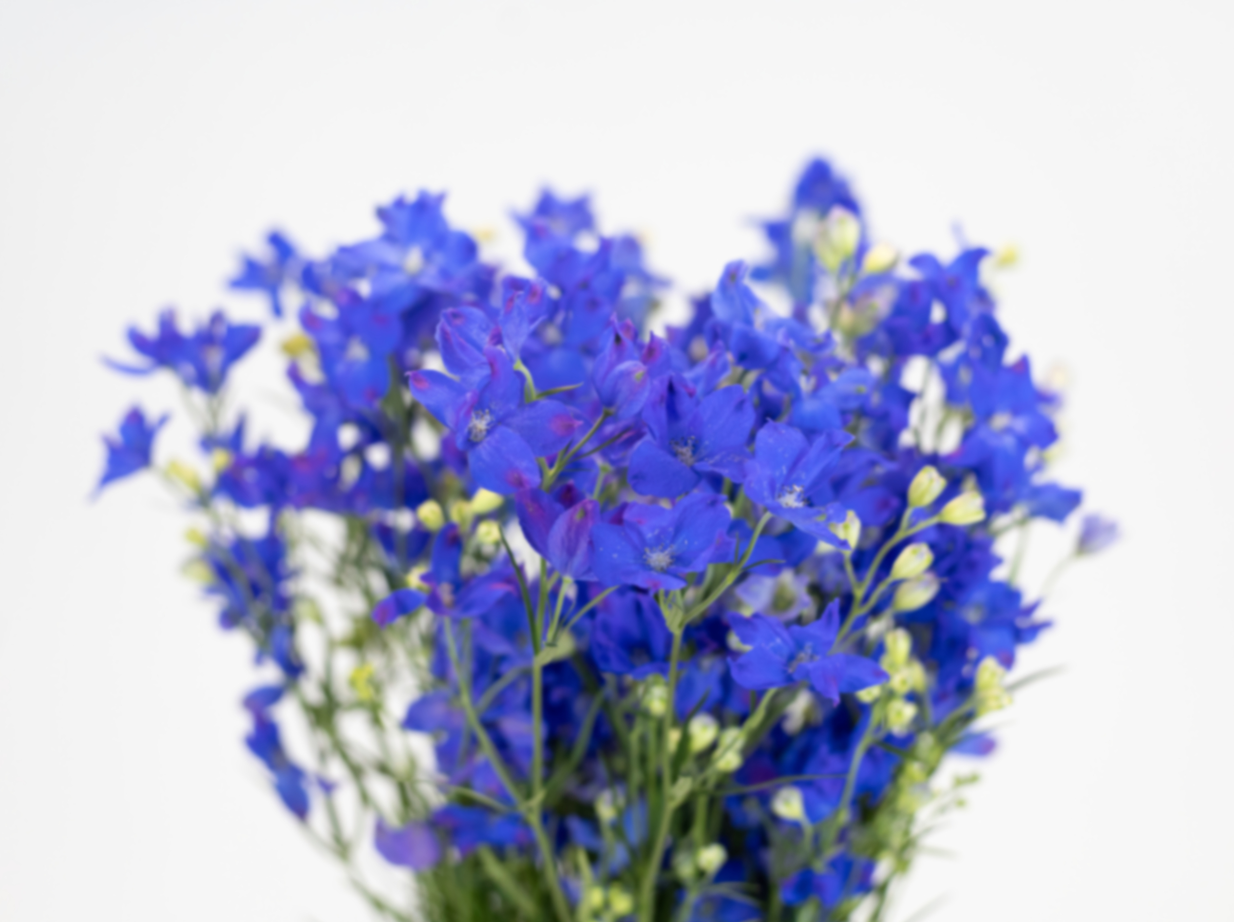 Delphinium grandiflorum super grand blue