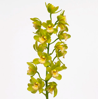 Cymbidium Mini maxime mint