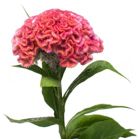 Celosia cristata grp 'pink delight