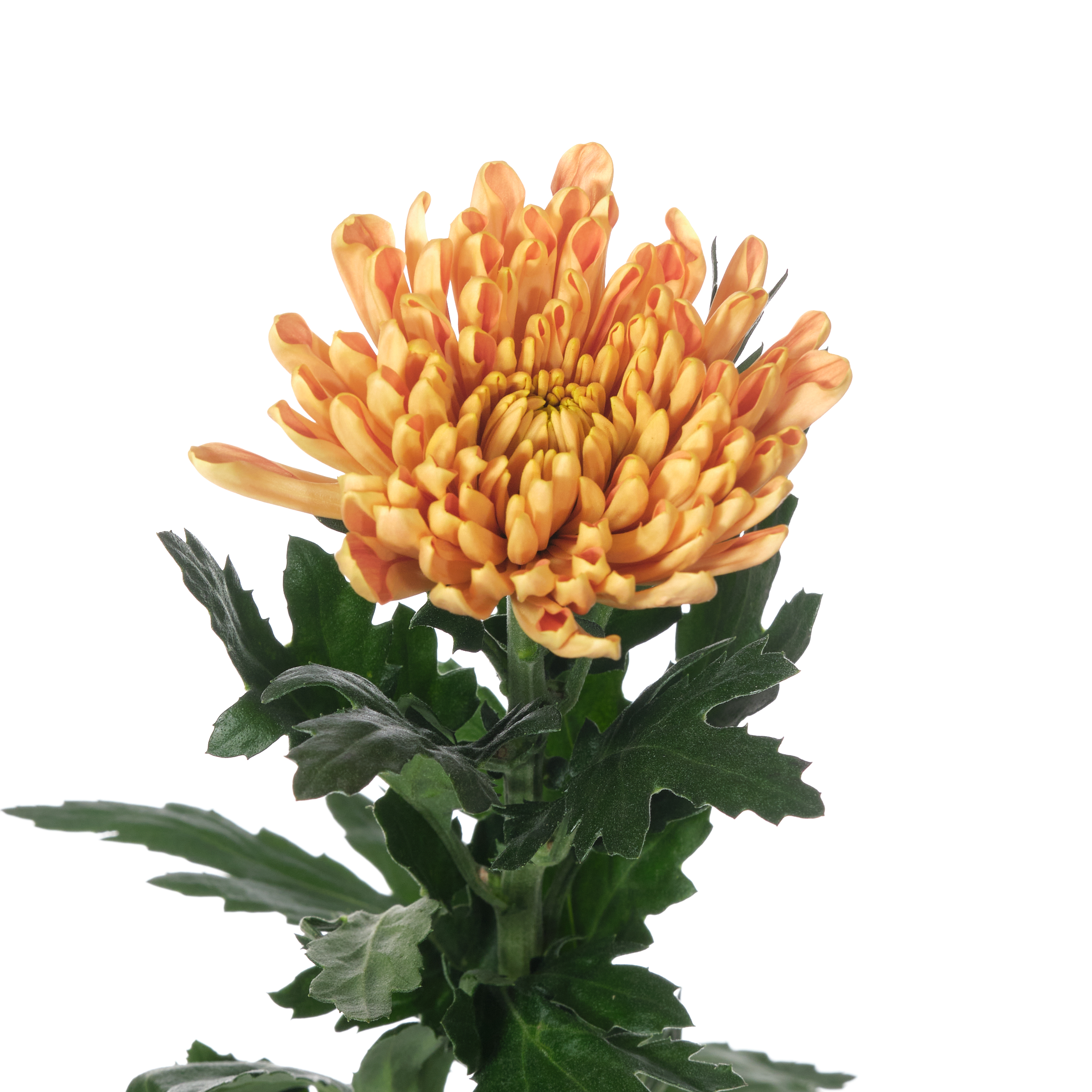 Chrysanthemum single rossano orange