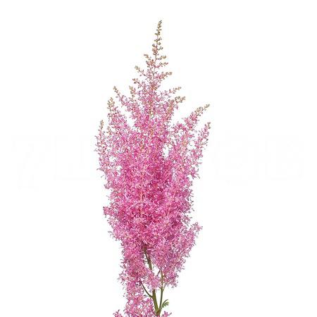 Astilbe boogie woogie