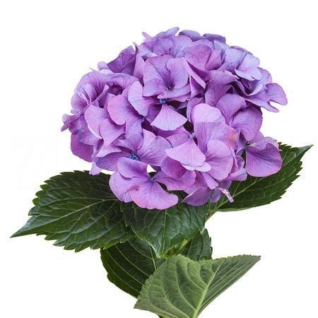 Hydrangea sibilla purple