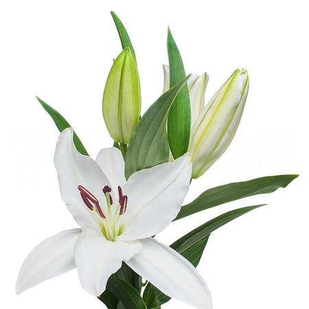 Lilium or siberia