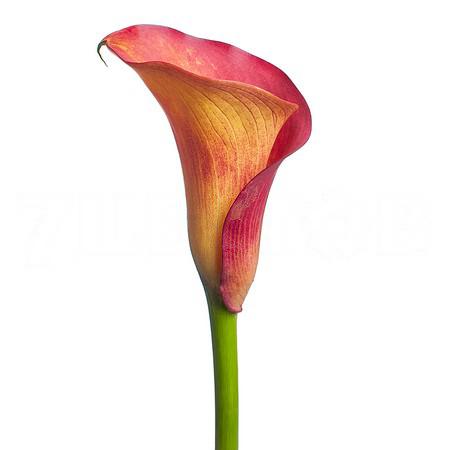 Zantedeschia captain trinity