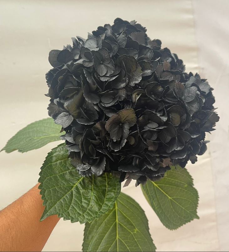 Hydrangea premium dark black