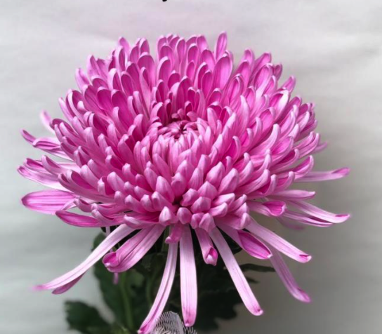 Chrysanthemum spider mum hydra