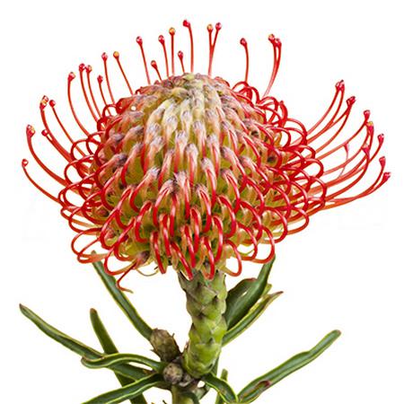 Leucospermum succession