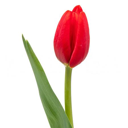 Tulip enkel first star