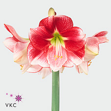 Hippeastrum exception