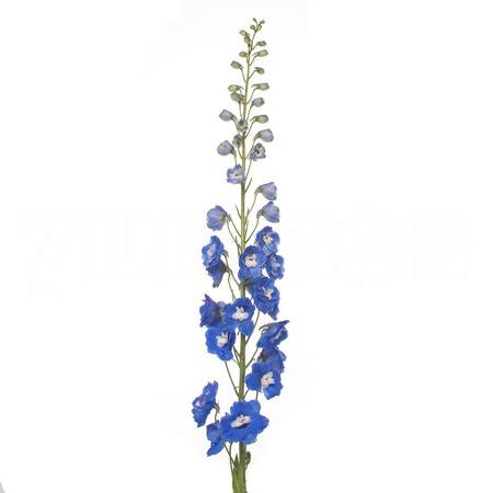 Delphinium elatum aurora blue