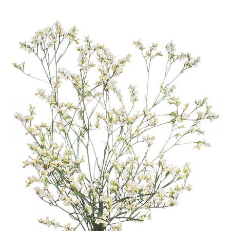 Limonium china white