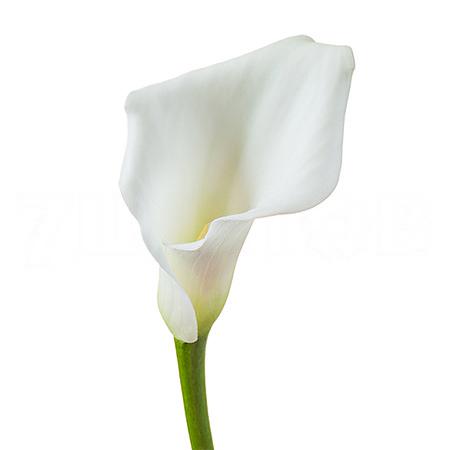 Zantedeschia crystal blush