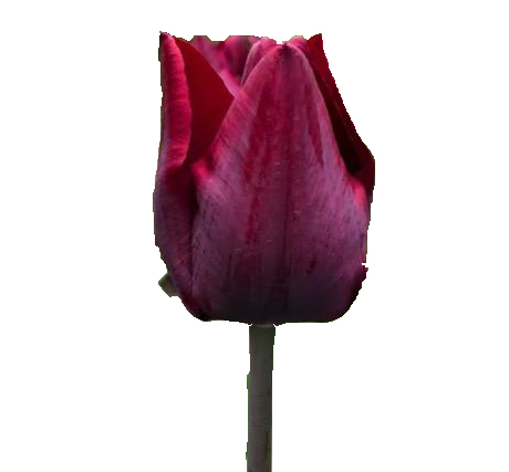 Tulip enkel black jack