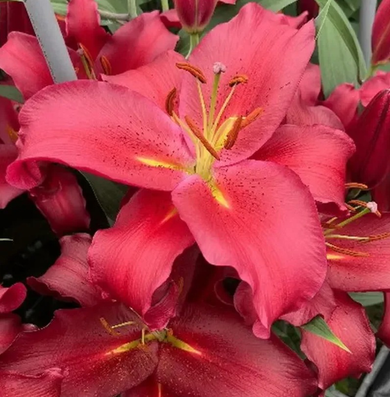 Lilium or red sparrow