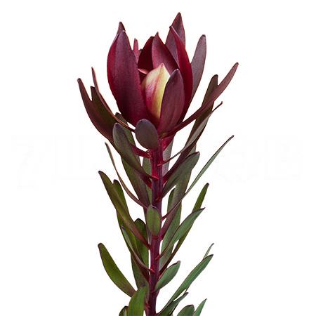 Leucadendron safari sunset