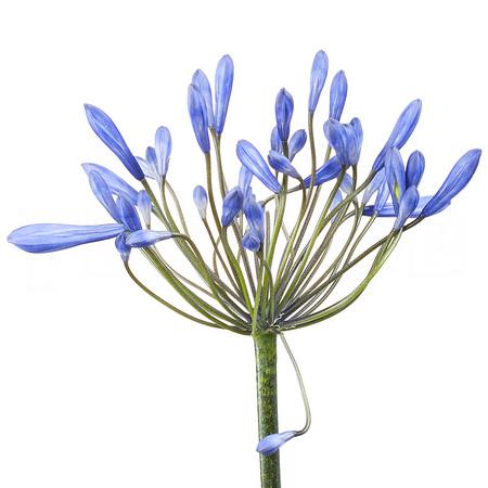 Agapanthus dr. brouwer