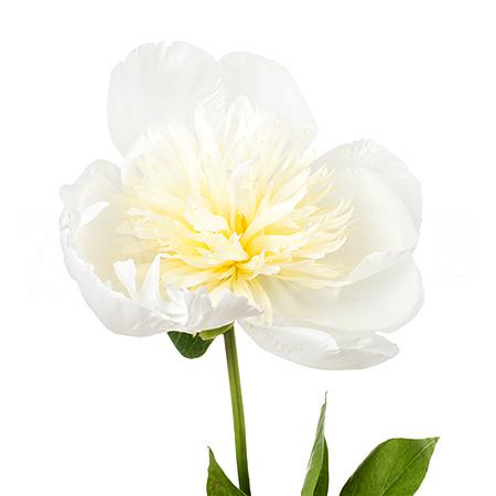 Paeonia duchesse de nemours