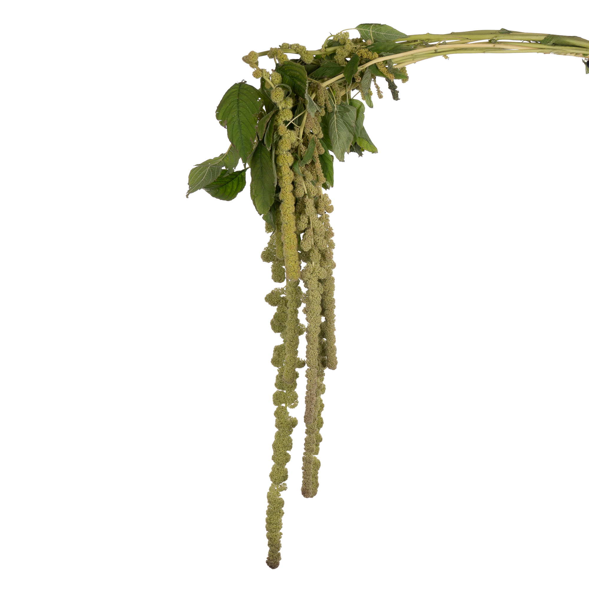 Amaranthus cycloop