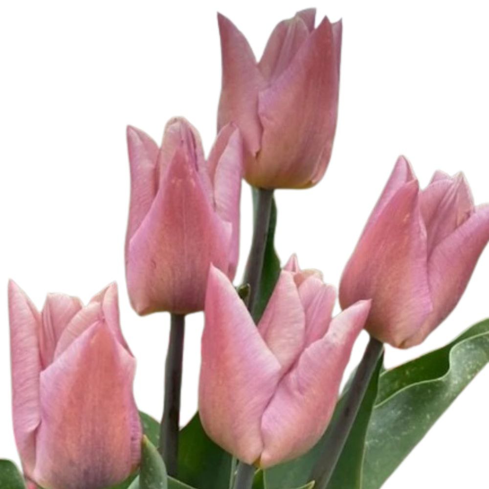 Tulip enkel copex