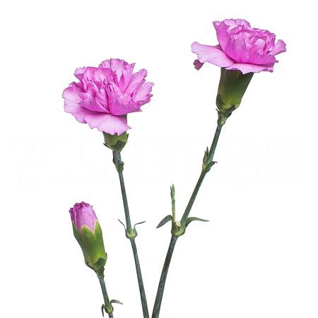 Carnation Spray lilac melissa