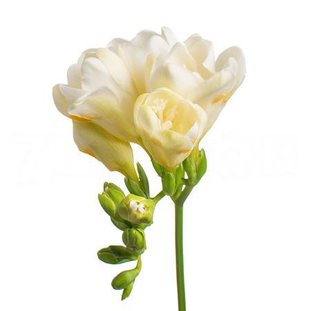 Freesia double white