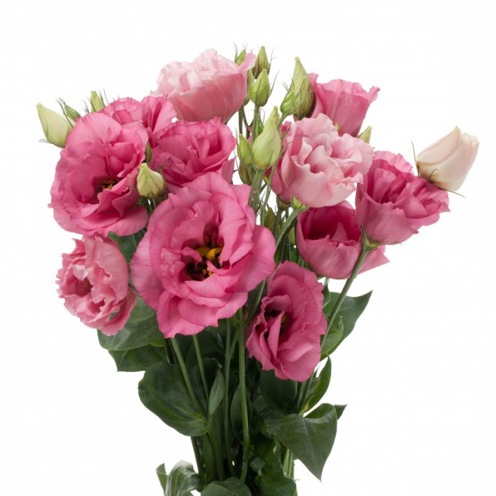 Eustoma double excalibur rose pink