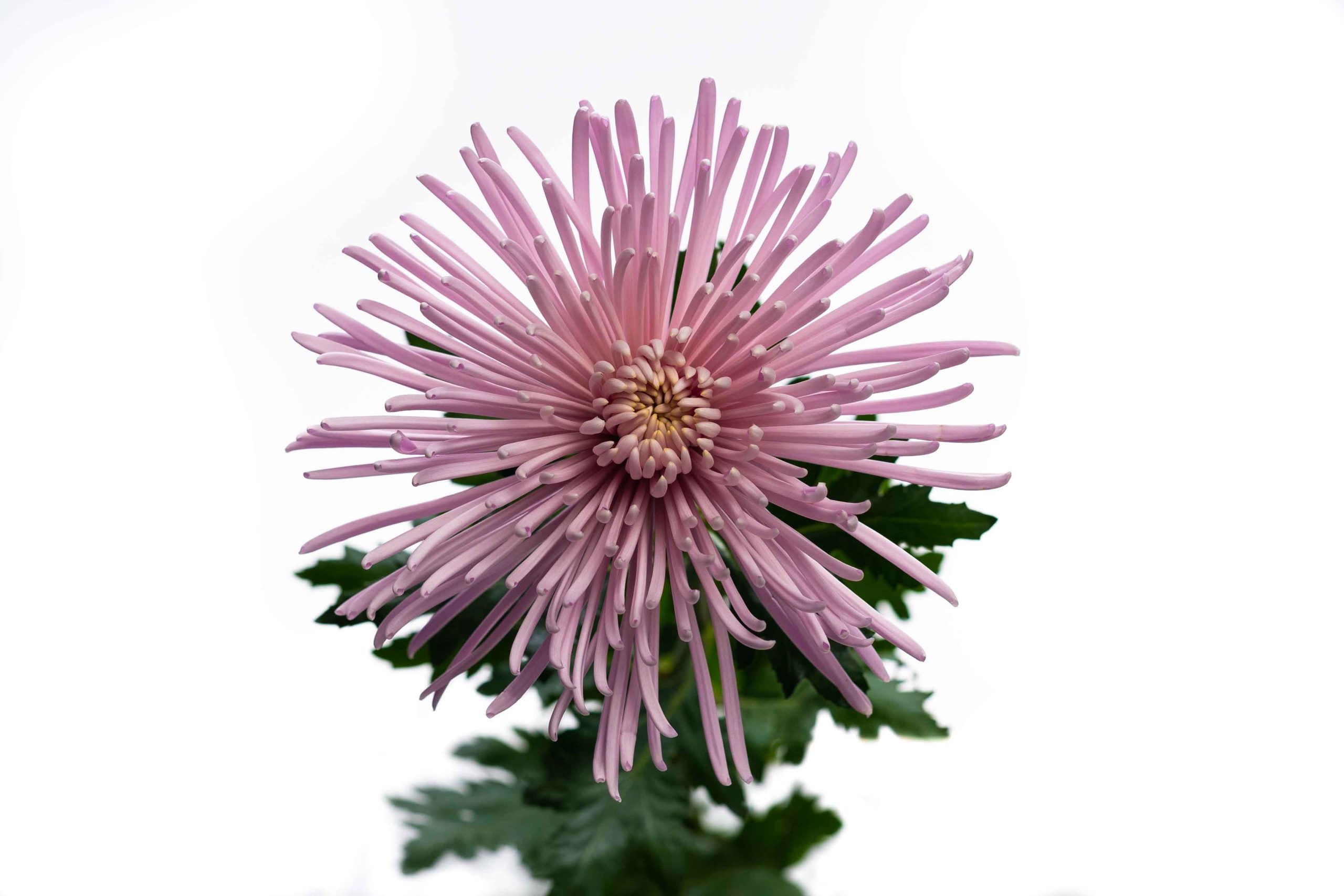 Chrysanthemum single pink ray