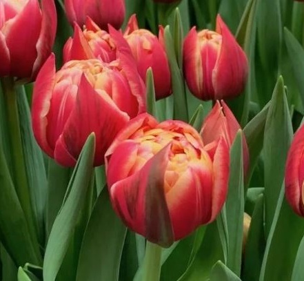 Tulip double columbus