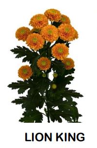 Chrysanthemum spray lion king