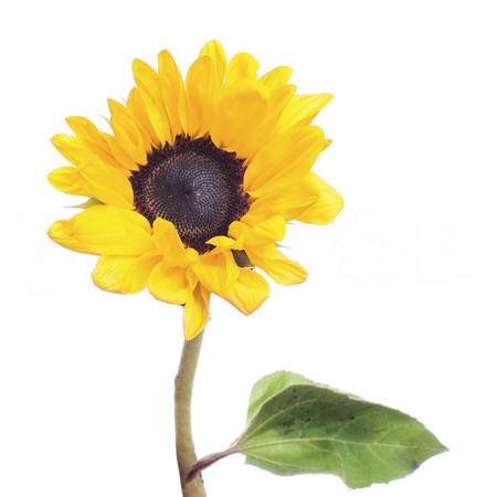 Helianthus