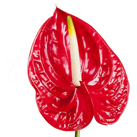 Anthurium tropical