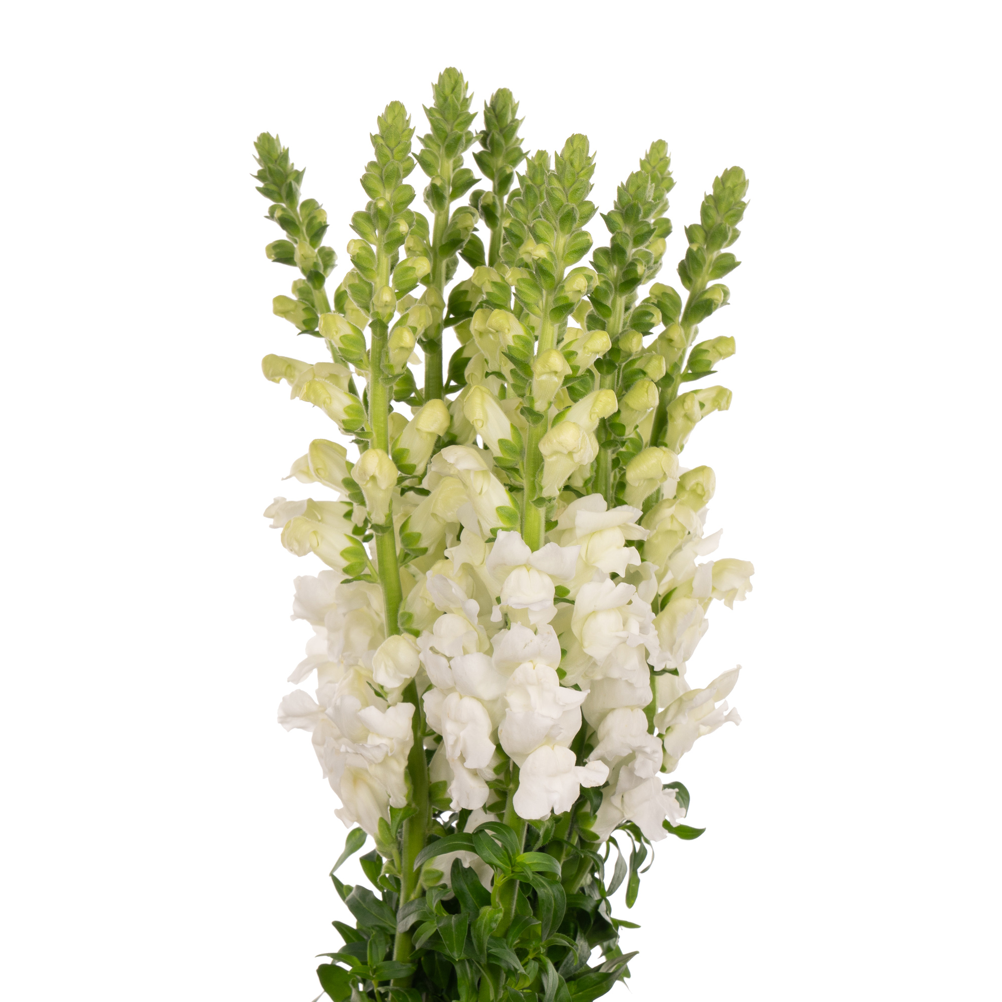 Antirrhinum white