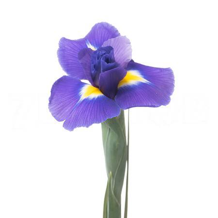 Iris blue magic