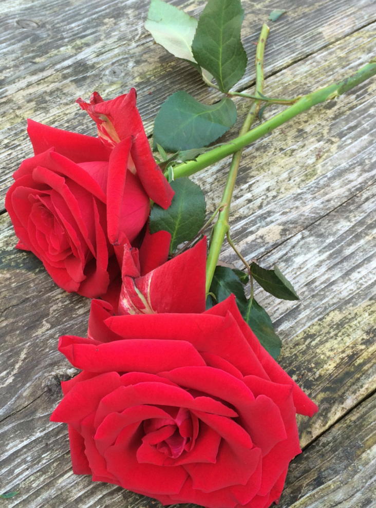 Rose lady killer