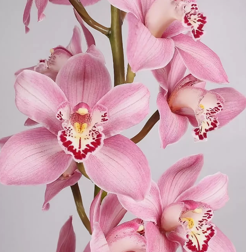 Cymbidium pink candy