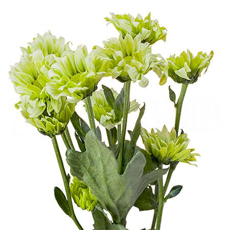 Chrysanthemum spray greenlizard