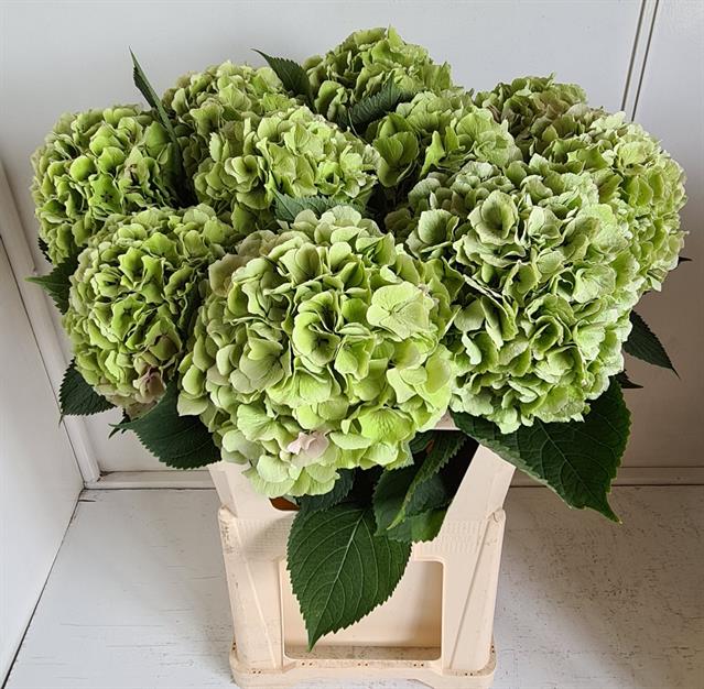 Hydrangea verena classic green