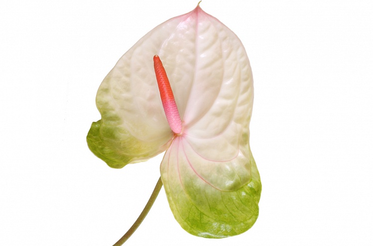 Anthurium acura