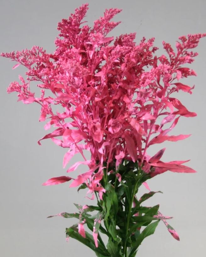 Solidago pink